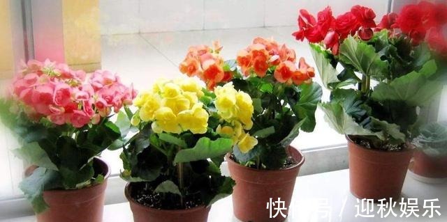 众说纷纭,丽格海棠真的难养它只是生长条件高,养开花并不难