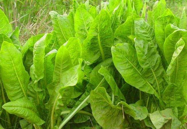 钙片|野菜中的天然钙片,农村漫山遍野都是,不仅补钙,也能消炎排毒