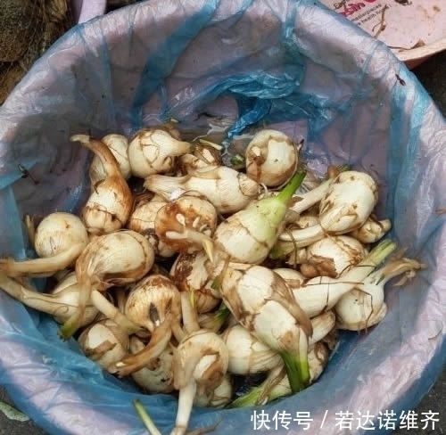 炖汤|不起眼的野菜,长在水田里,10月正鲜嫩,采挖根茎,炖汤最好