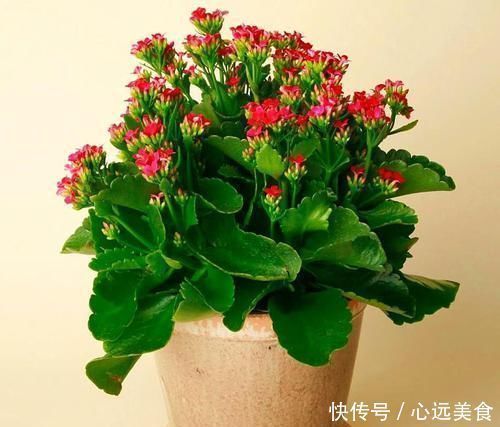 旺盛|给长寿花喂点此2种“催长剂”,长势旺盛,花开成群