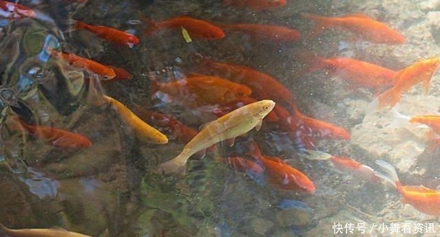 为什么刚挖的水塘什么都没有，过几天就会有鱼可算是知道了