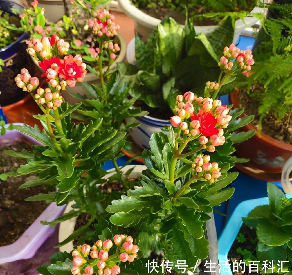 烂根|10种花怕“积水”,养不好,90%是浇水太多,别忽视