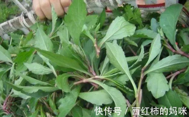 医生|3种蔬菜,医生建议:不要吃,也不要买,对“胃部”伤害大