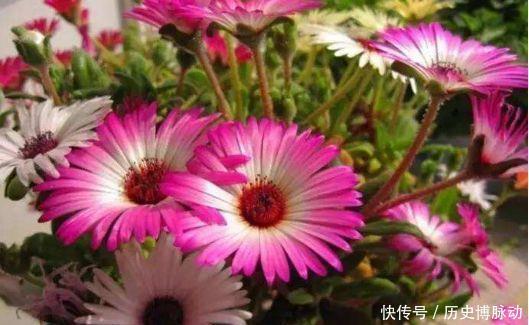 4种花高贵优雅,看了就让人沉醉,花色艳丽又好养