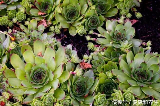 让买来的观音莲盆栽不断萌发侧芽，快速长满一大盆！