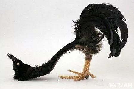 鞋子 全世界最奇葩的鞋子们,网友一双也不敢穿