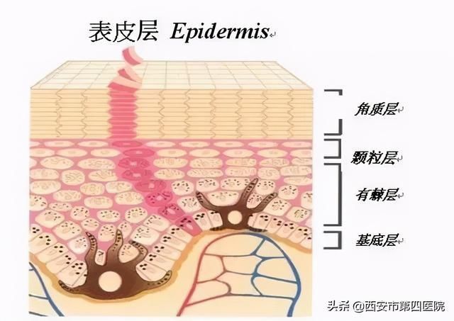 皮肤过敏|#安心变美课堂##我的安心变美推荐# 皮肤过敏急救大法!!