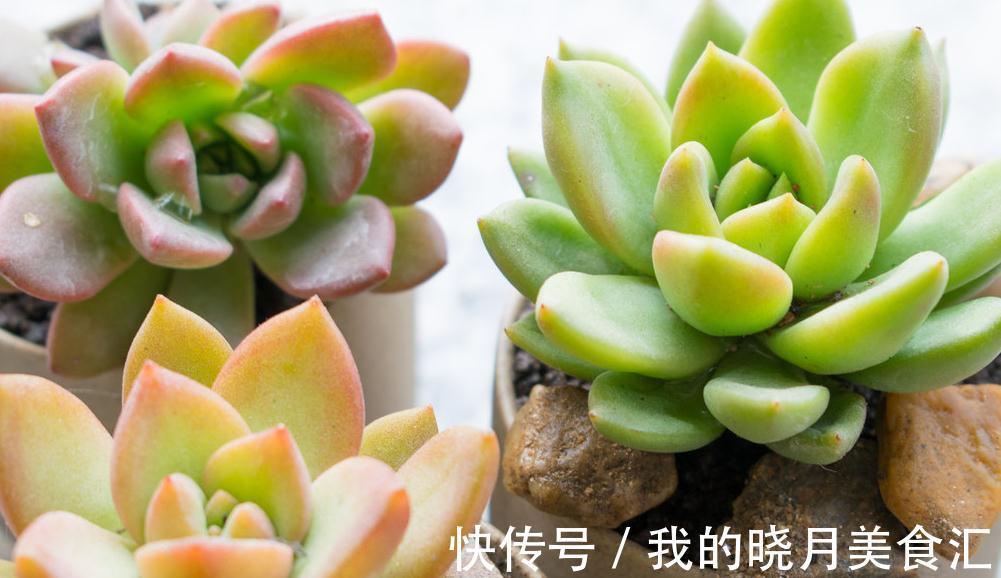 缓释肥|多肉植物施肥用什么肥料,明白常用肥料种类功效,让多肉棵棵爆盆