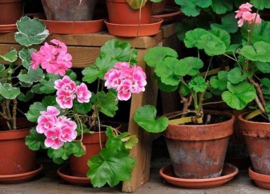 卧室养花,一定避开4种花,虽然开花漂亮,但对身体没好处