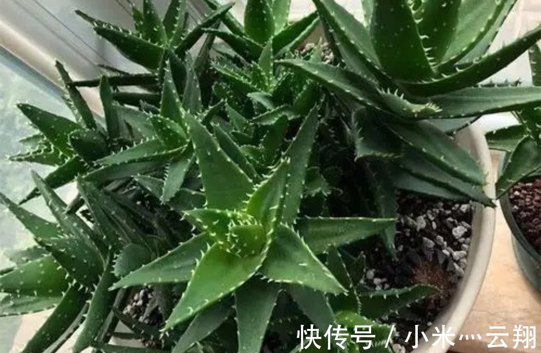 7种“养不死的花”,耐干旱皮实好养,适合新手养