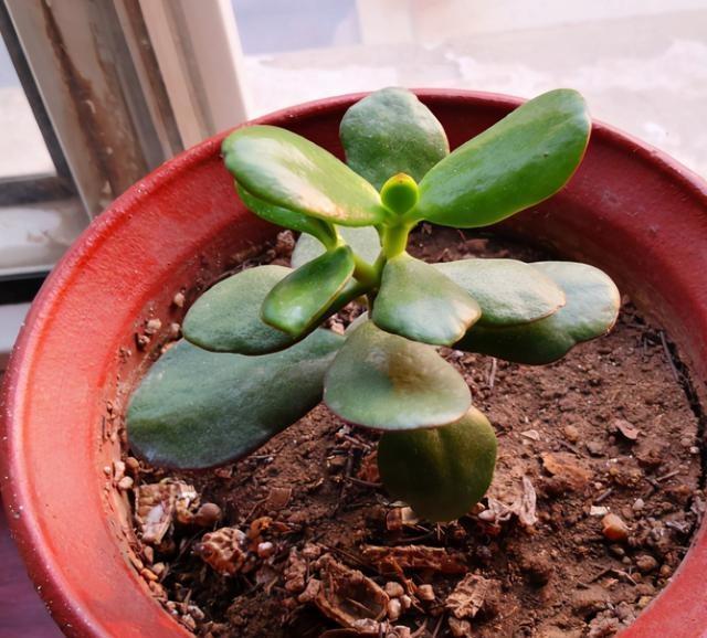 冬天也可以扦插玉树,成活率高,生根特别快,很快就能繁殖一大片