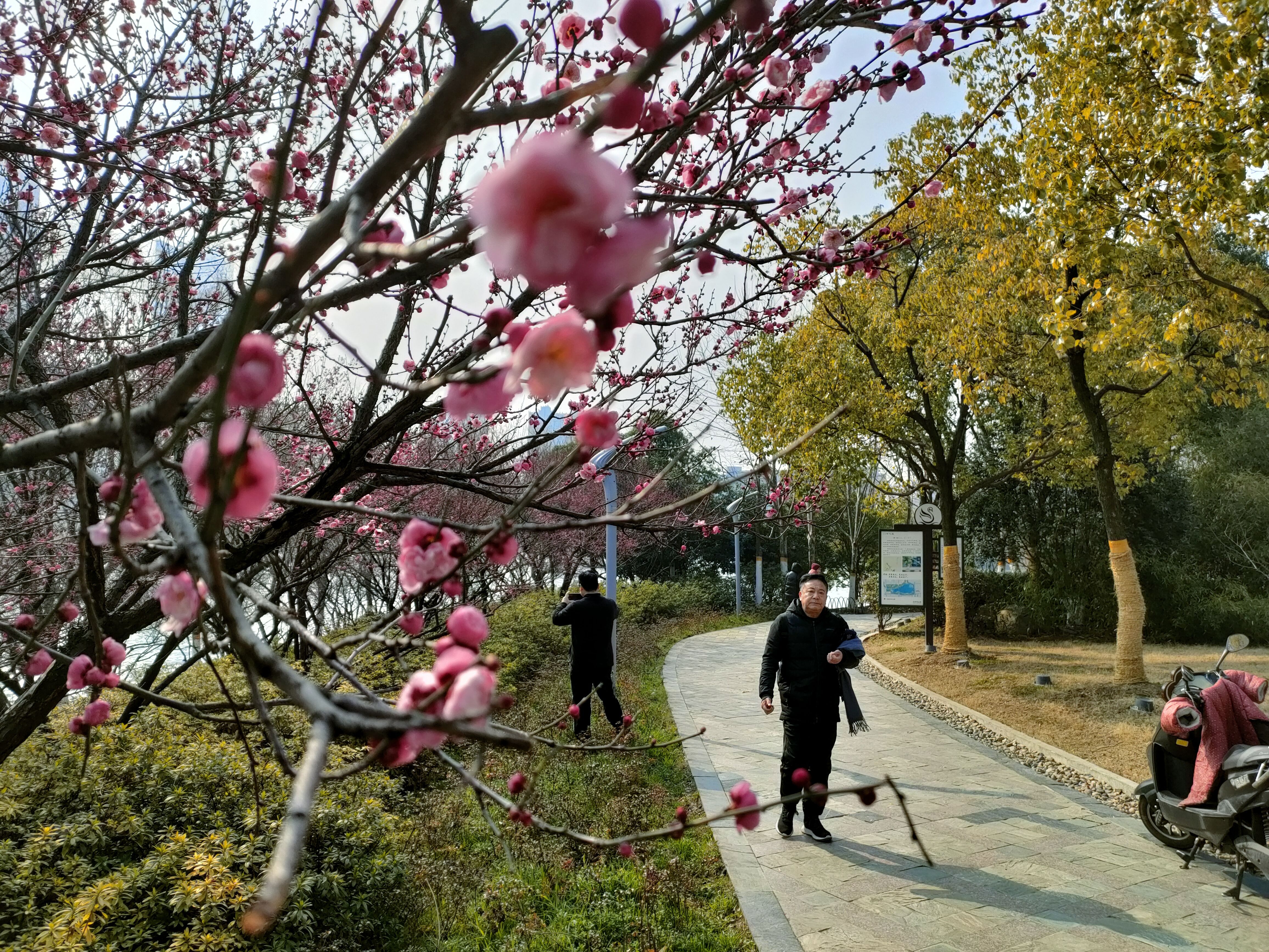 安徽网|合肥天鹅湖边梅花开了 让人们感受到了春的气息