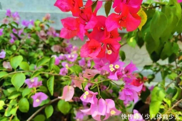 很多北方花友说,再也不想养三角梅了,为什么大致是这些原因!