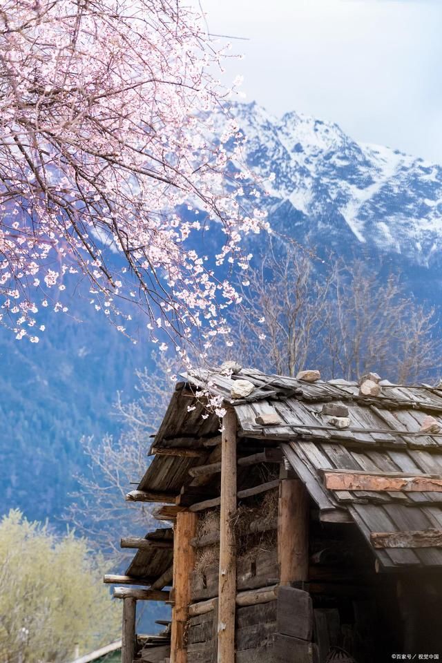 枝头|桃花诗词31首:繁花密枝错搭桥，孤鸟啸歌奏寂寥