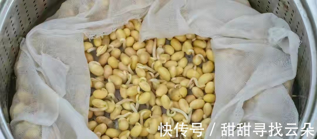 小白|想吃豆芽不用买，教你自己在家做，做法简单，随吃随取特方便！