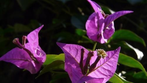 淘米水、羊粪肥都不如这两种肥,什么花都可以用,简单好用