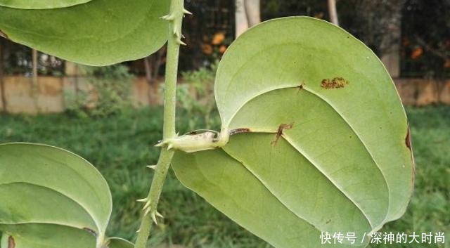  谁若铲除此物，请您收藏它的根茎，别怕笑话，目前26元一斤