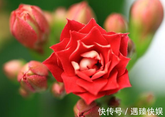 长寿花17个品种，个个都是爆花机器，谁见了都夸！