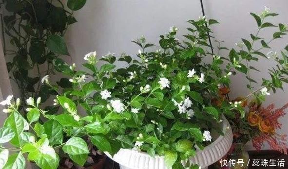 生根液|新买的茉莉花,“手把手”教你上盆,缓苗,养护,一起养好它