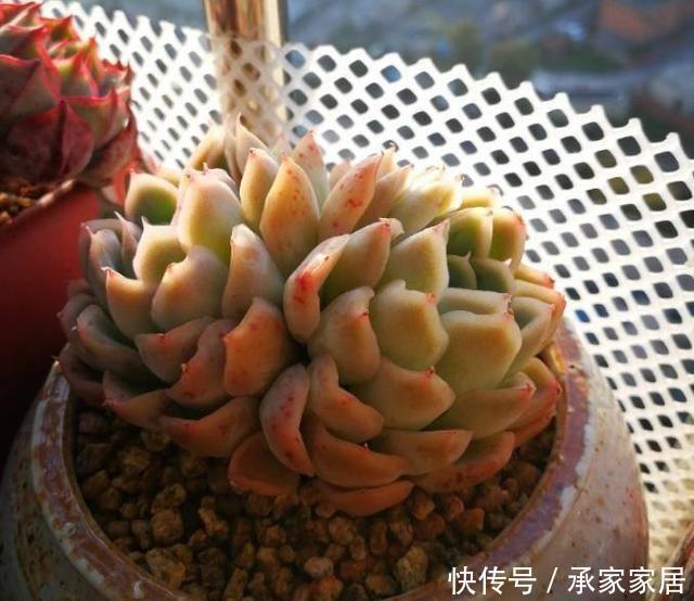 一不小心|家里盆栽总是被养死,试试此些东西,一不小心就爆盆