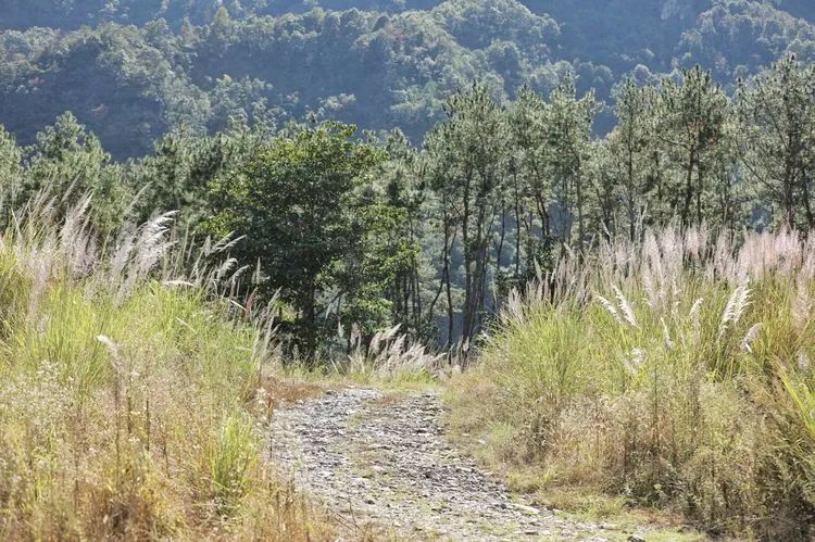 荻花|天气晴好，楠溪江畔荻花摇曳！