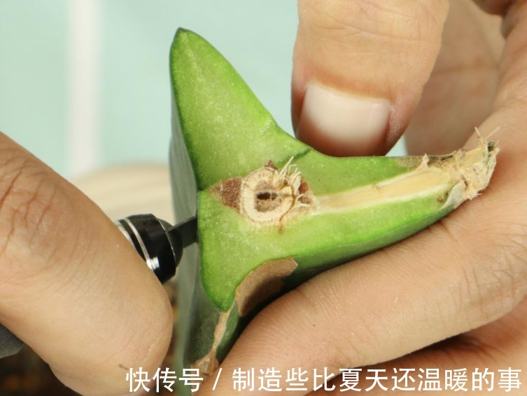 养护蟹爪兰，要注意8个要点，才能开出仙气飘飘花