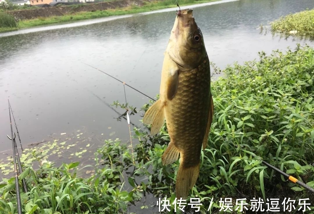 钓鲫鱼重在“诱”，窝料打太多实属浪费！看老钓友是怎么做的