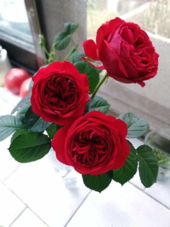 盘点最受欢迎的24种月季花,长得快、开花多,养了会上瘾!