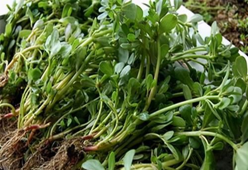 春季養(yǎng)生推薦常吃3種食物，增強(qiáng)記憶，延緩衰老，改善微循環(huán)