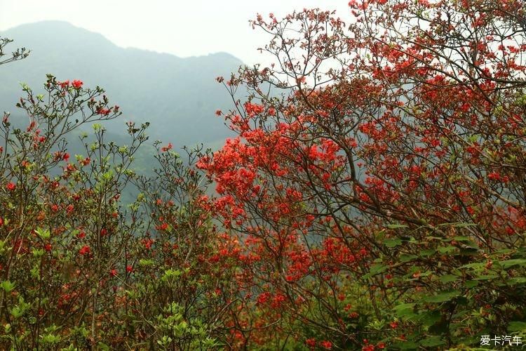 杜鹃花开芬芳自来。