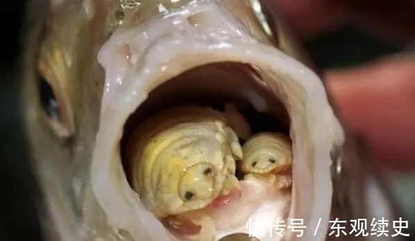 一男子河边钓鱼，扒开嘴巴看看，顿时瘫在地上