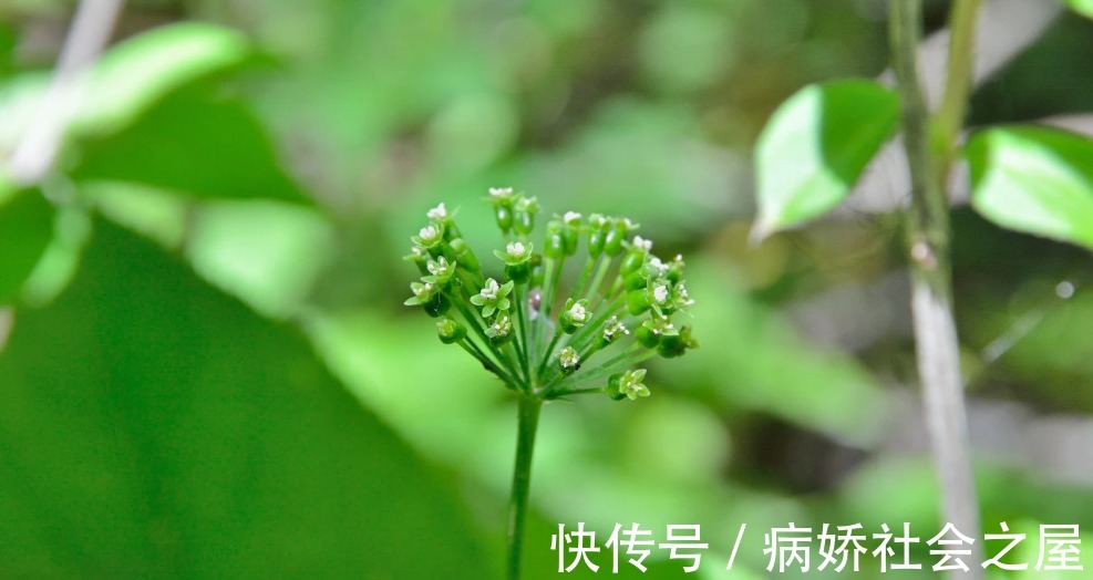 人体|吃什么能提升免疫力？这4种免疫力的“帮手”，平时不妨多吃