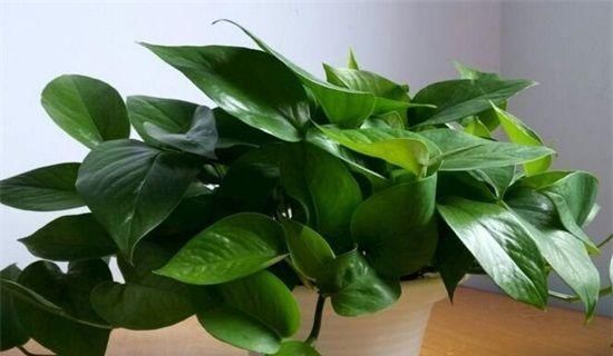 清新|客厅养花,不用多,6盆就能旺一年,空气小清新,常年绿油油