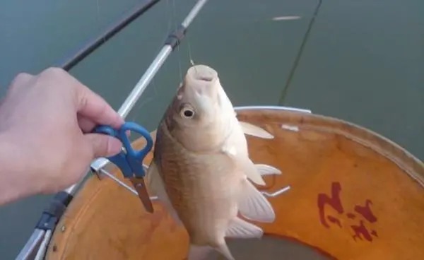 秋钓野钓大鲫鱼的神奇饵料，小鱼不沾，只钓大鲫