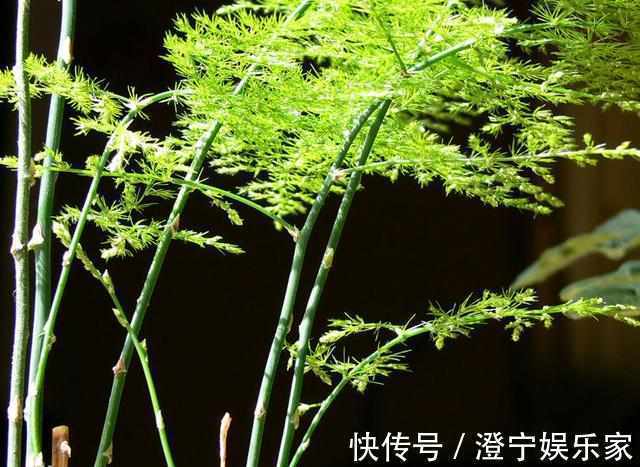 阴凉处|新手文竹叶子发黄简单掌握如下4点,让你的文竹绿油油