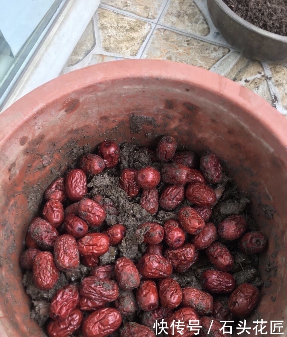 家里“4种东西”变质,埋在花盆里都“好肥料”,根壮、叶子绿