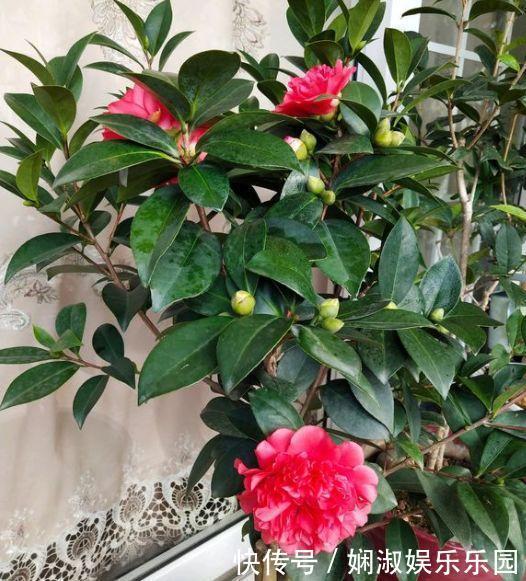 扦插月季、栀子花、三角梅,只用一个矿泉水瓶,插出满满大白根