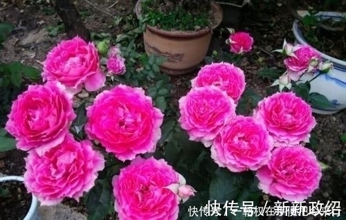盆栽|此花是世界名花,颜值超牡丹,香味胜茉莉,四季开花,是盆栽佳品