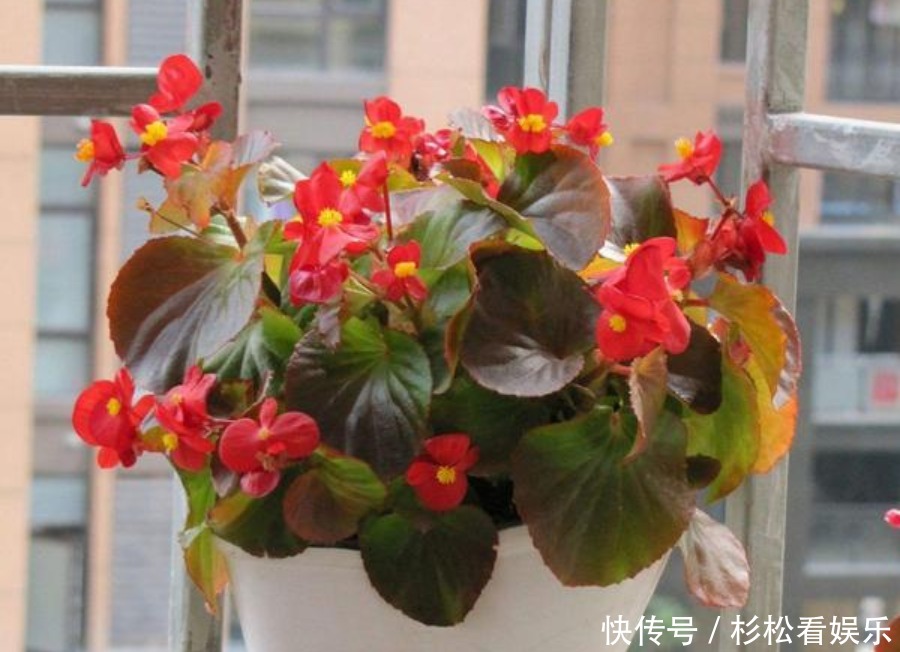 养分|3种“垃圾”用来养花，不黄叶烂根，花卉蹭蹭长，花开满枝！