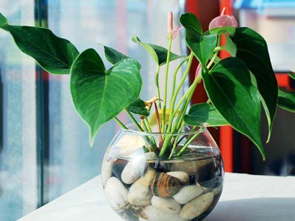 这些花“沾水就长”,一杯水养出大白根,还能开花一茬又一茬!