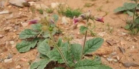 地里有一种野草名叫“地黄”,外形不起眼枝头有喇叭花,价值高
