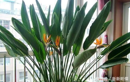 适合养在客厅的“3种花”,高档又气派,看一眼就“喜欢”