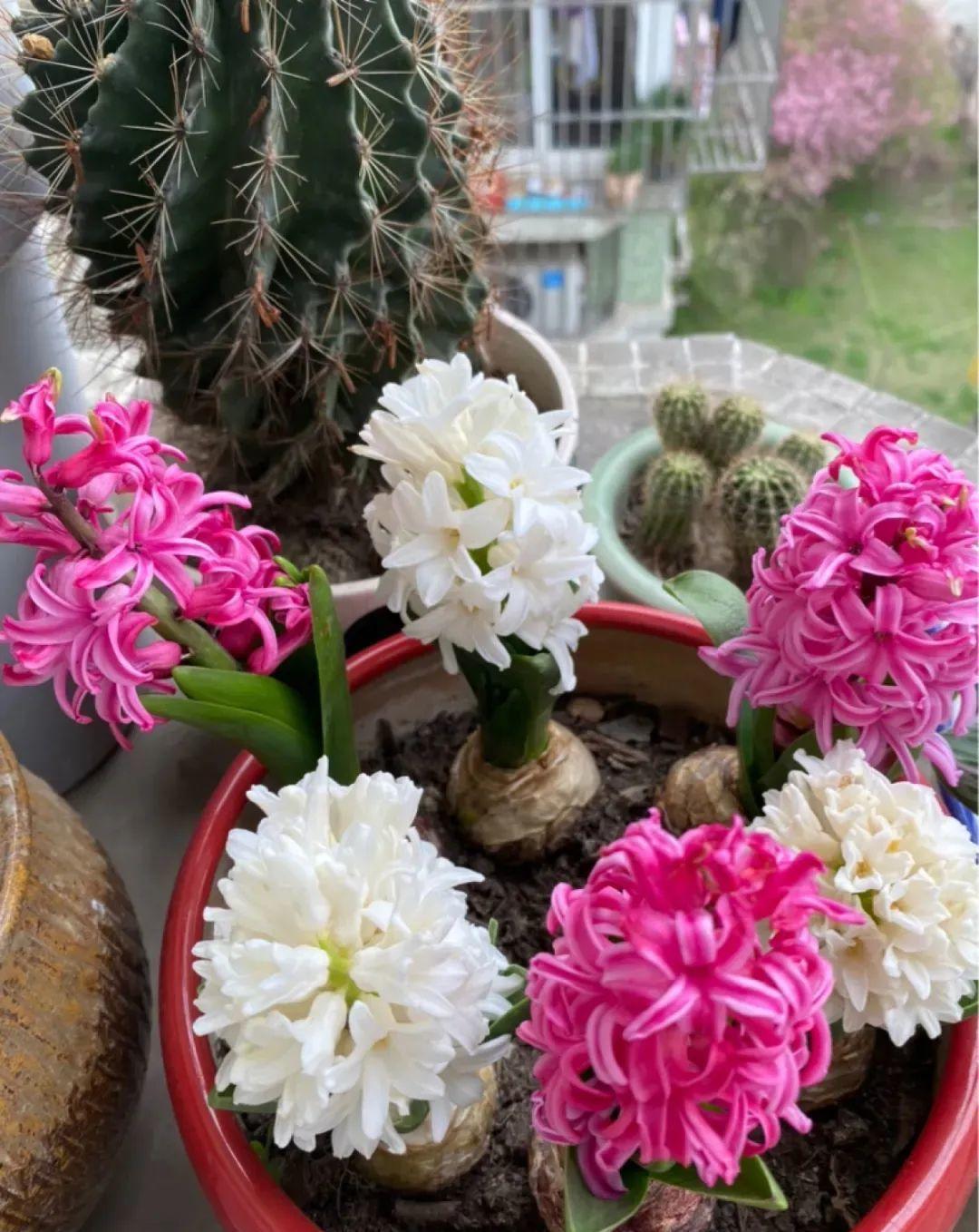 秋天|秋天必养的11种花,冬天特别耐寒,南北方都能养