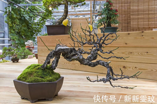 挑选盆景,需要掌握6个挑选条件,才能挑到精品,再也不用交学费