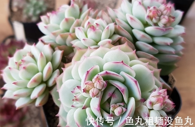 蔓莲|多肉甘草船长——底色如玉,叶形似花,如此漂亮的船长你不上船?