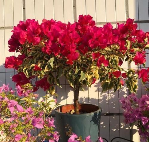 关键|养三角梅,最容易犯的3个地方,才是导致不开花的关键原因