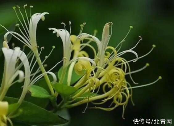 解暑|煮绿豆汤时加这3样东西，解暑功效翻倍