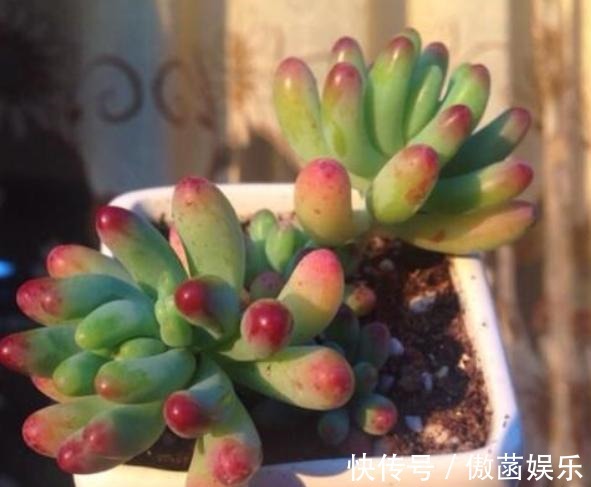 养花难不如盆栽多肉乙女心,既好看又好养,学会扦插法秒变多株