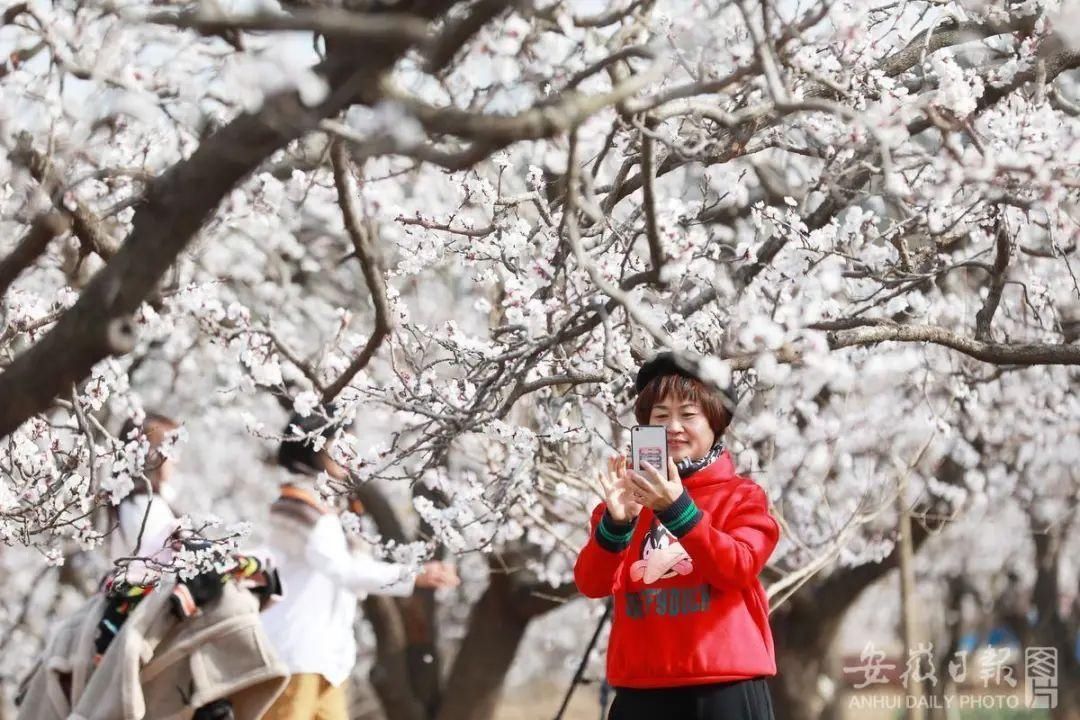 黄里杏花浪漫来袭！踏春、赏花，一起来玩！