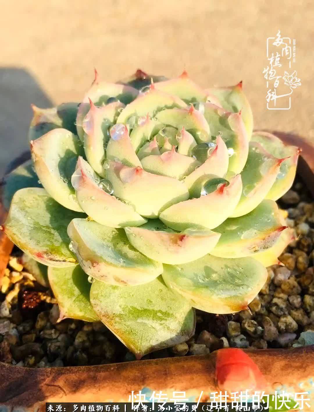 蚧壳虫|远嫁他乡,多肉是我孤寂时最美的陪伴!